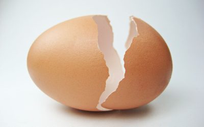 The Secrets of the Hard Egg Shell