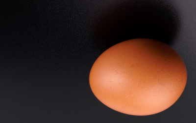 The Evolution of Chicken Egg Shapes